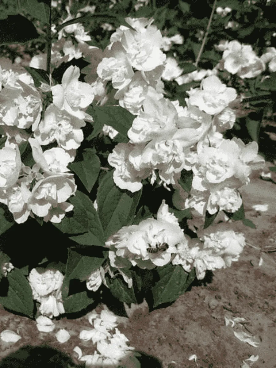 Чубушник Glacier