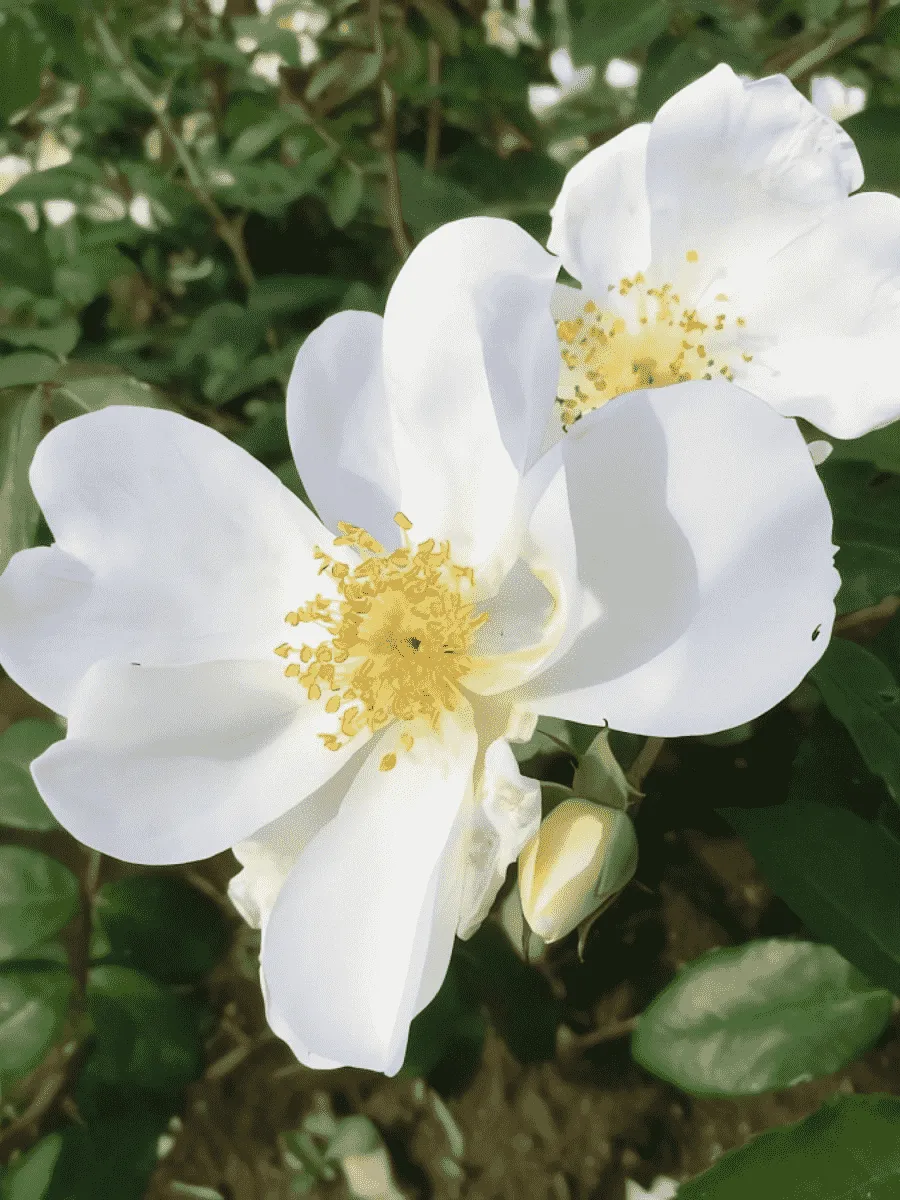 Роза парковая Elisabeth Oberle