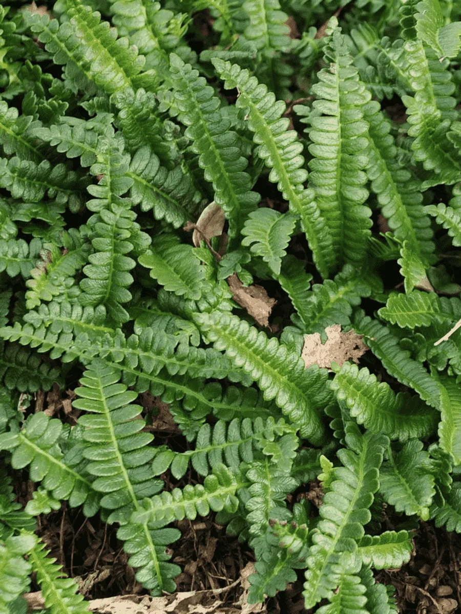 Дербянка колосистая Pemamarina