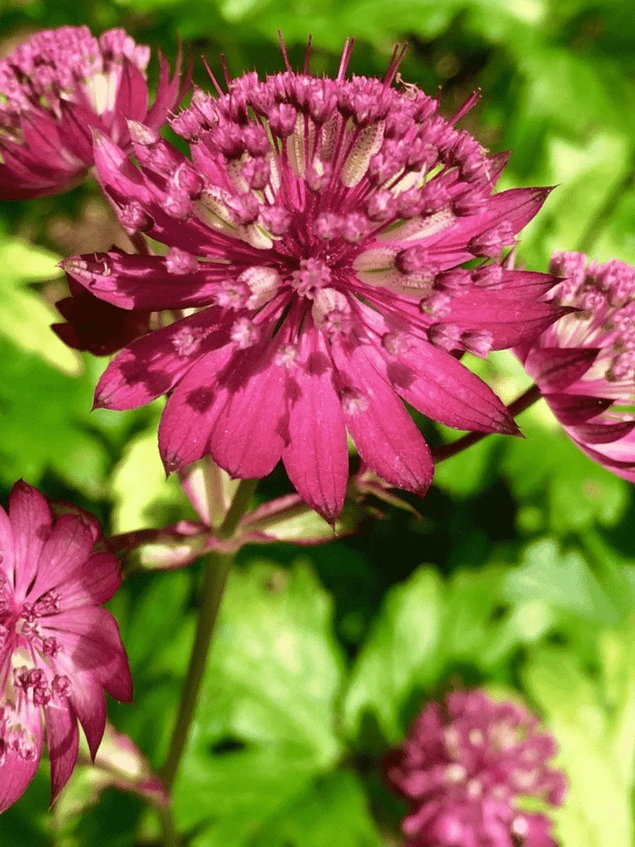 Астранция большая Rubra