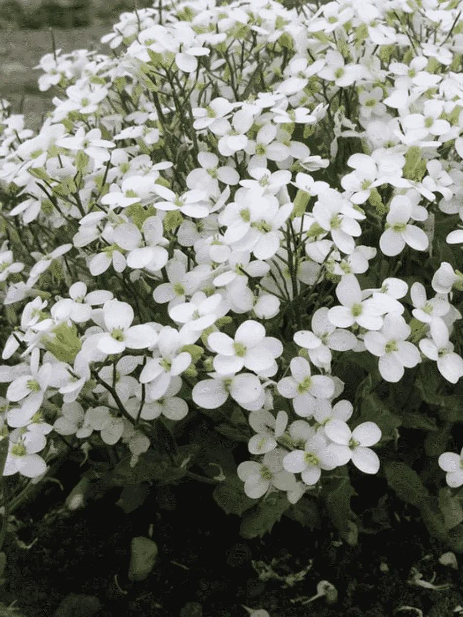 Арабис кавказский Snowcap