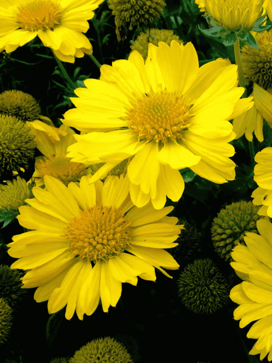 Гайлардия гибридная Mesa Yellow