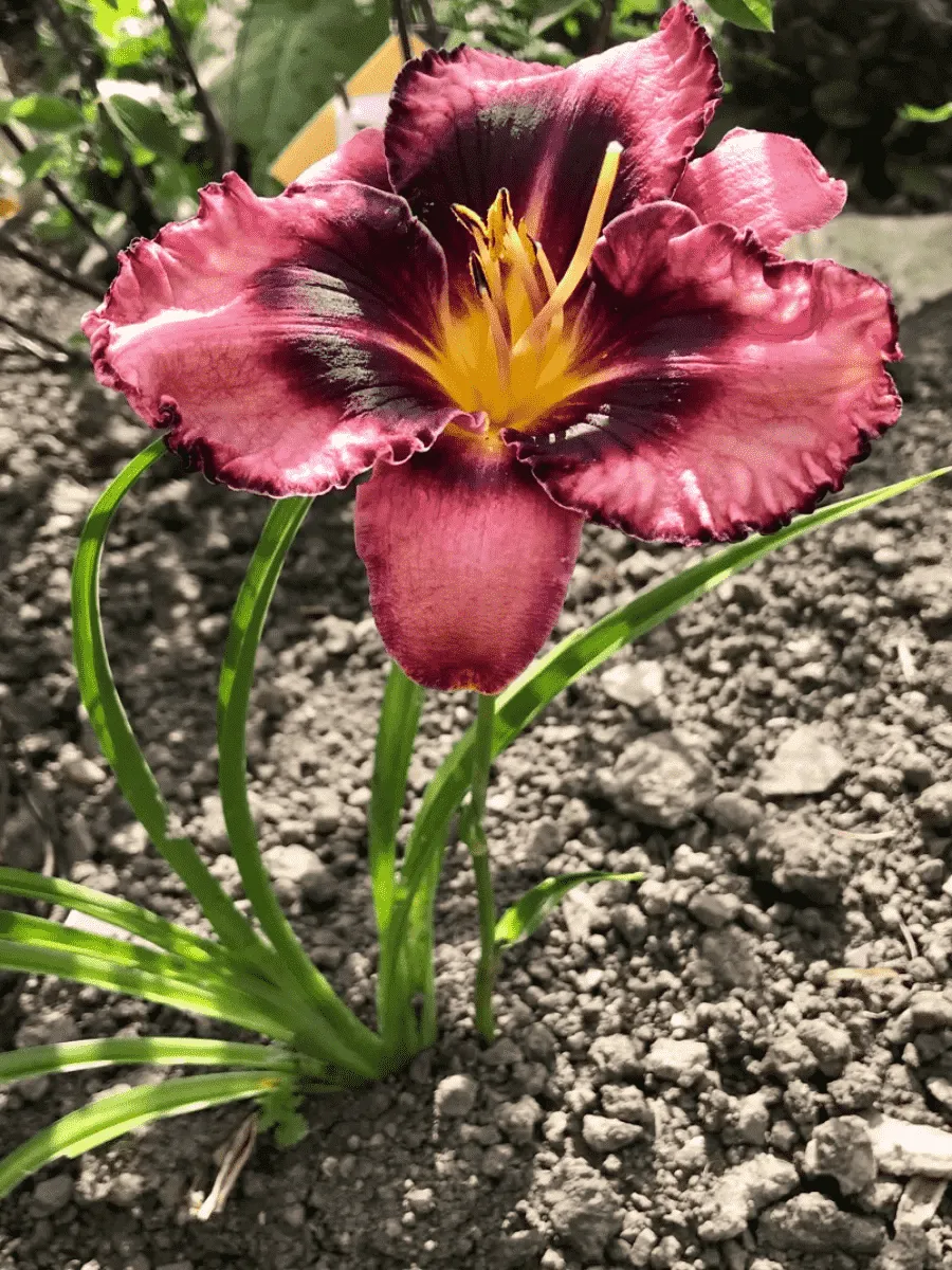 Лилейник Whoopy