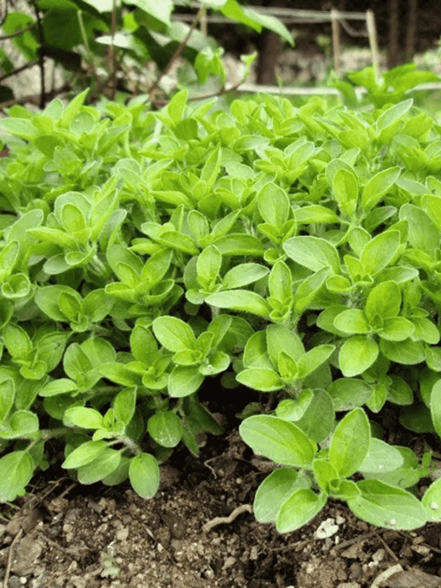 Душица обыкновенная Vitara Green