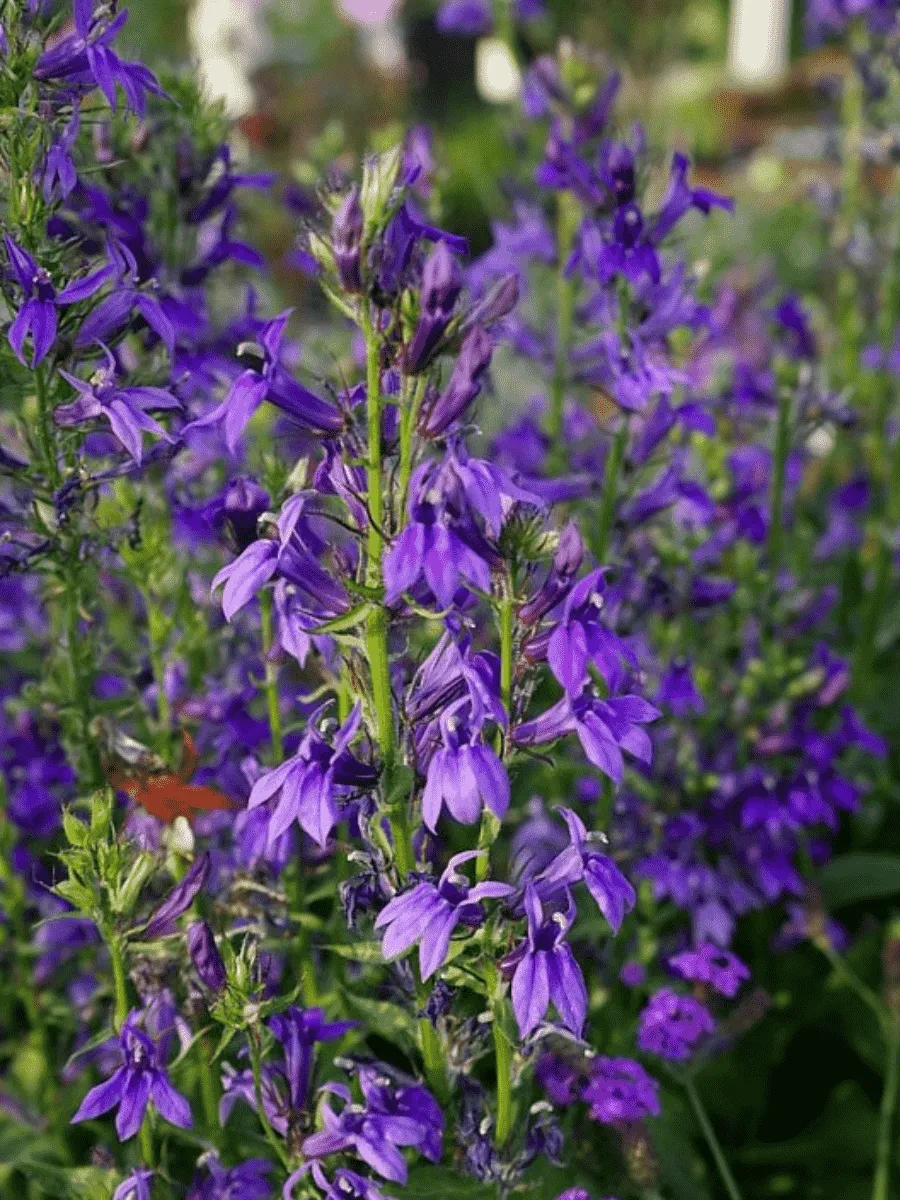 Лобелия прекрасная Fan Blue