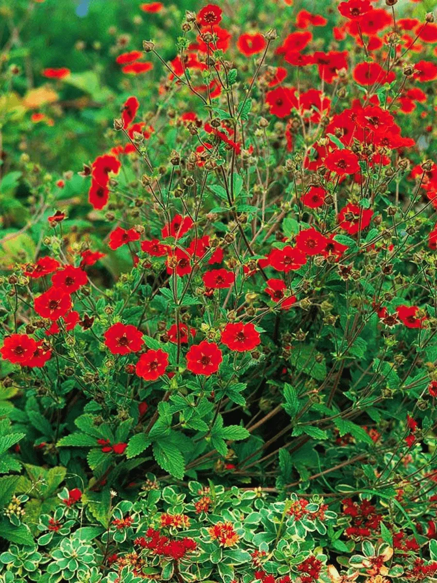 Лапчатка темно-кроваво-красная