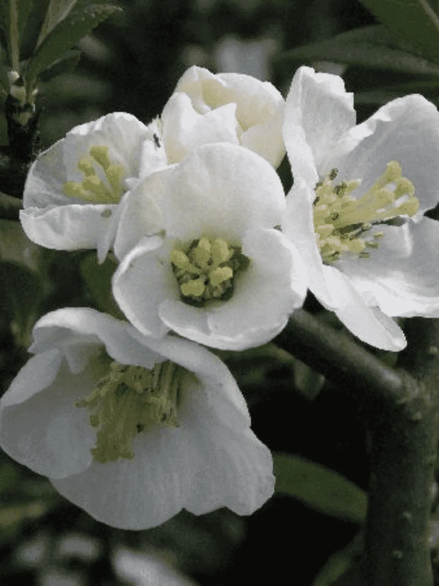 Айва прекрасная Nivalis