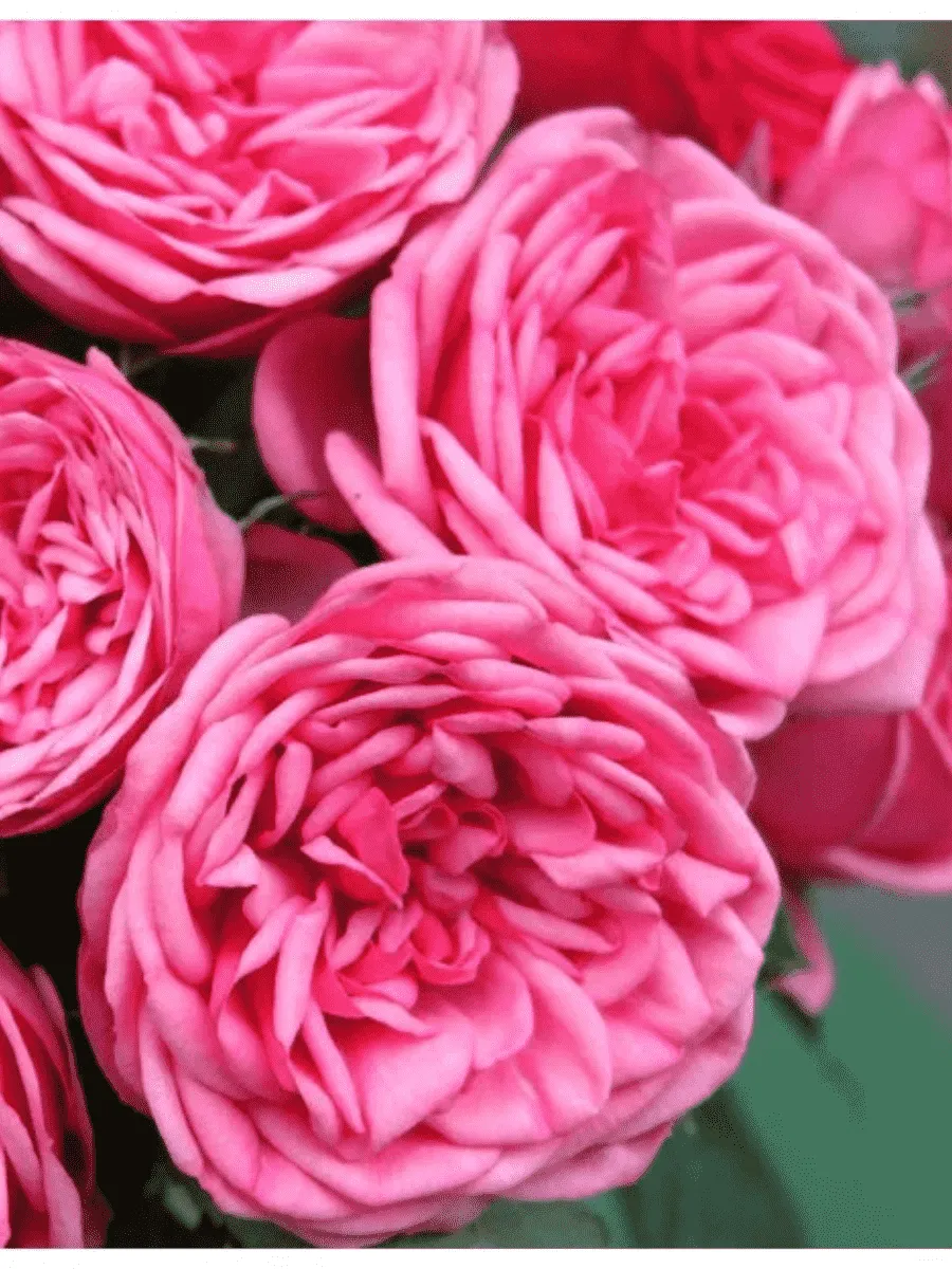 Роза чайно-гибридная Pink Piano