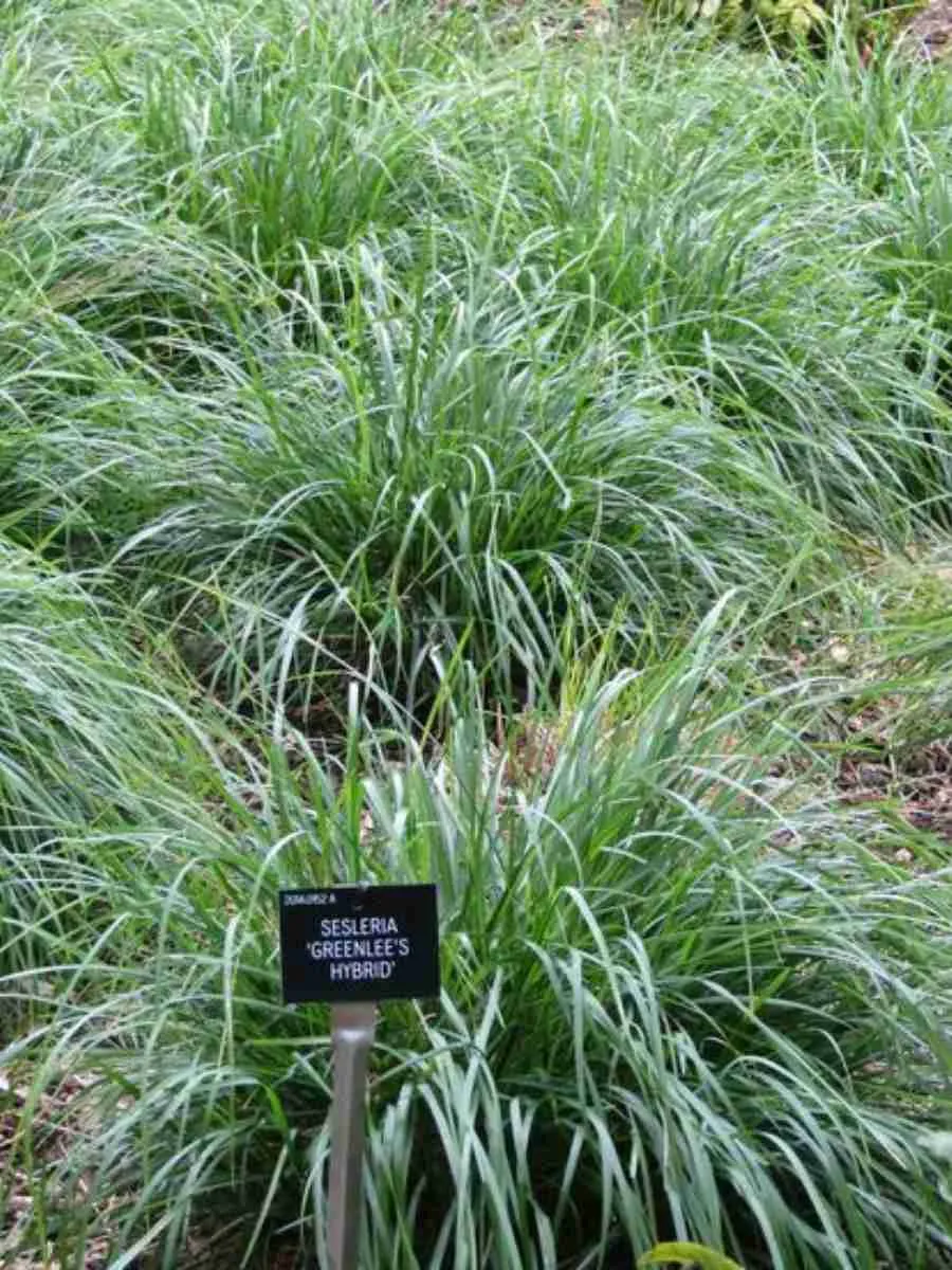 Сеслерия Greenlee Hybrid