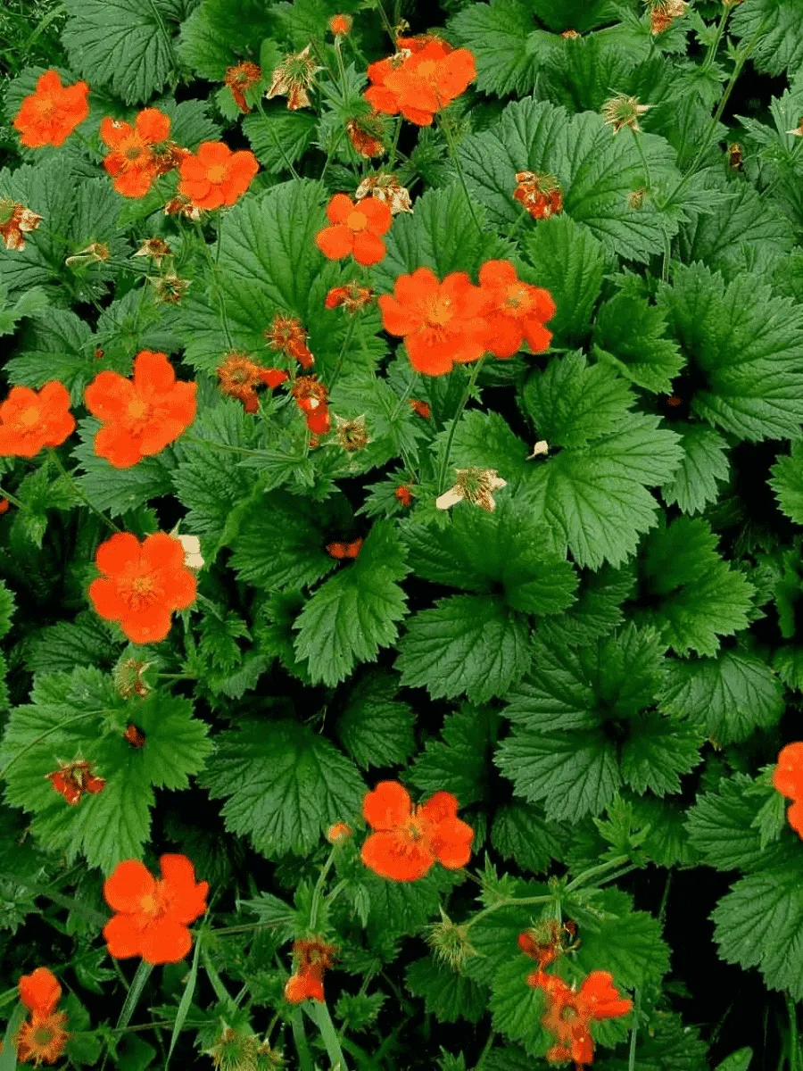 Гравилат ярко-красный  Borisii