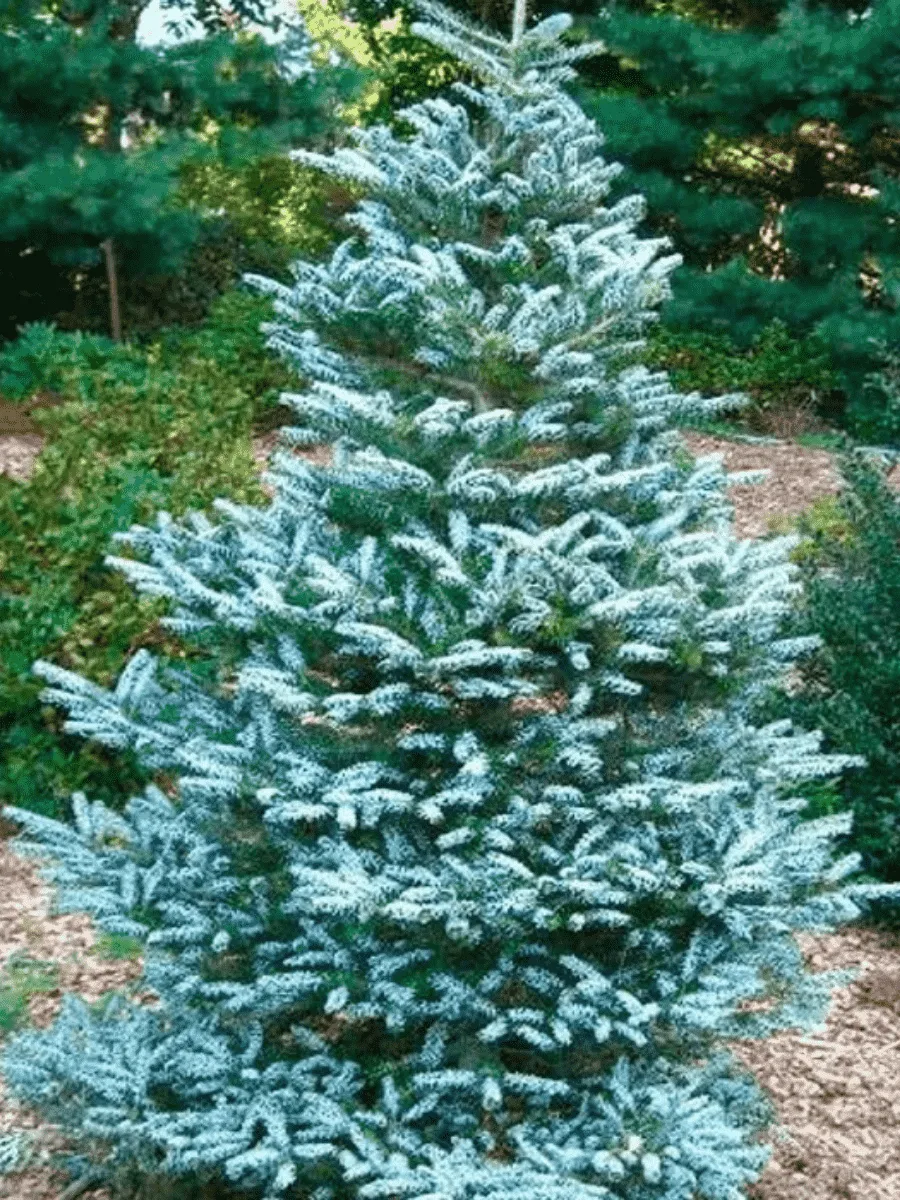 Пихта корейская Silberlocke