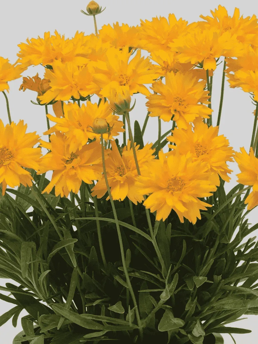 Кореопсис крупноцветковый Double the Sun