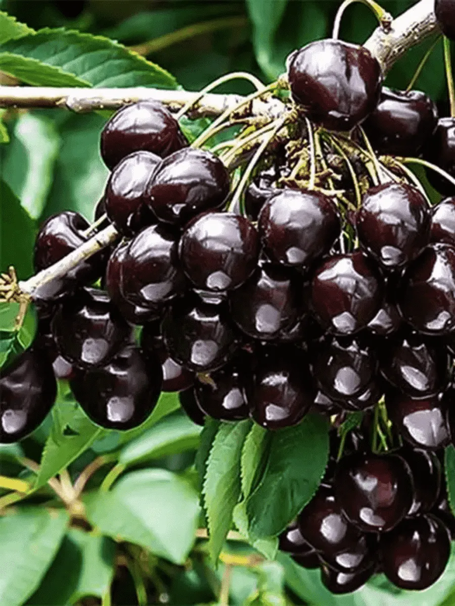 Вишня Антрацитовая