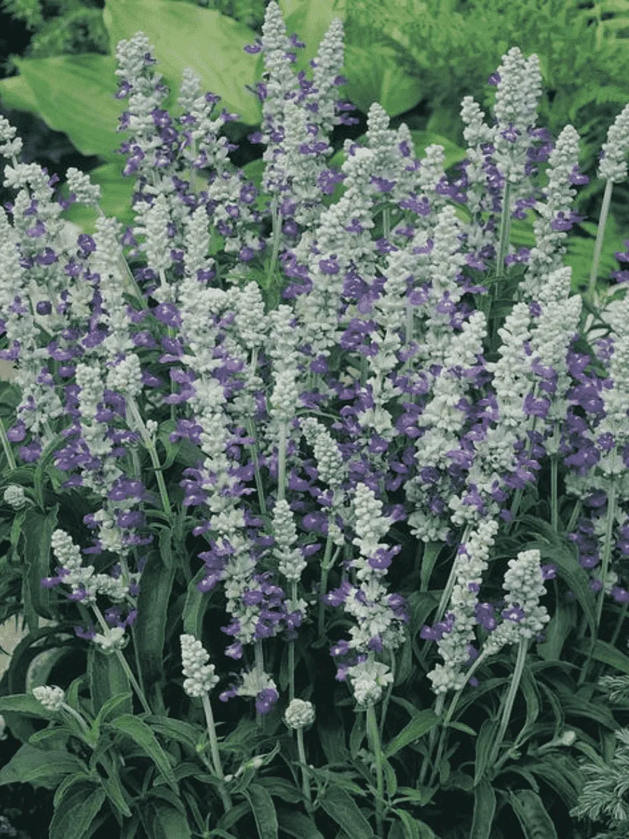 Шалфей мучнистый