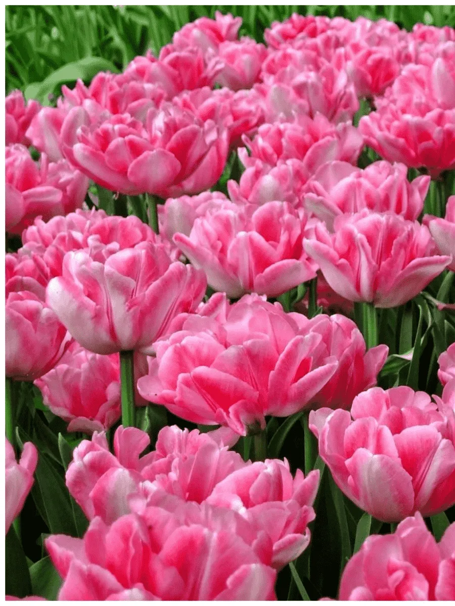 Тюльпан Махровый Foxtrot