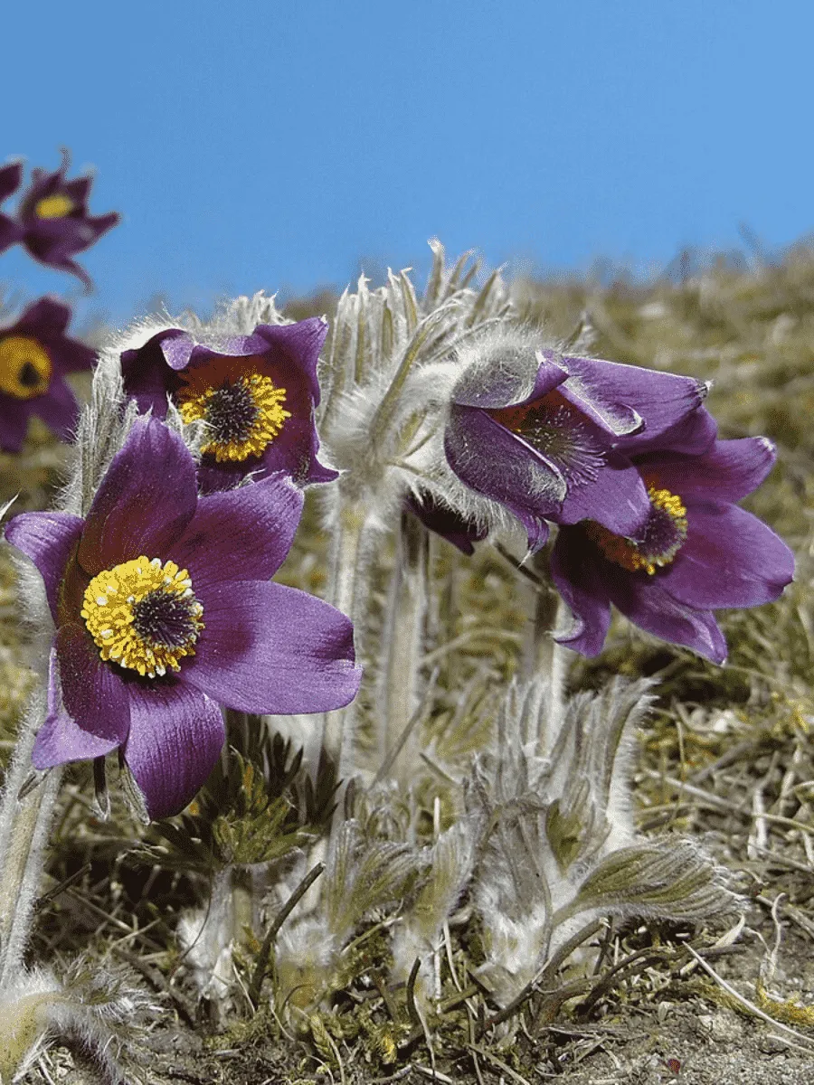 Прострел Горный