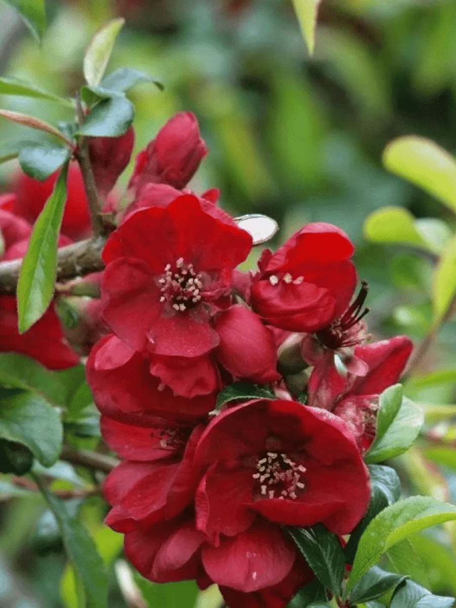 Айва прекрасная Nicoline