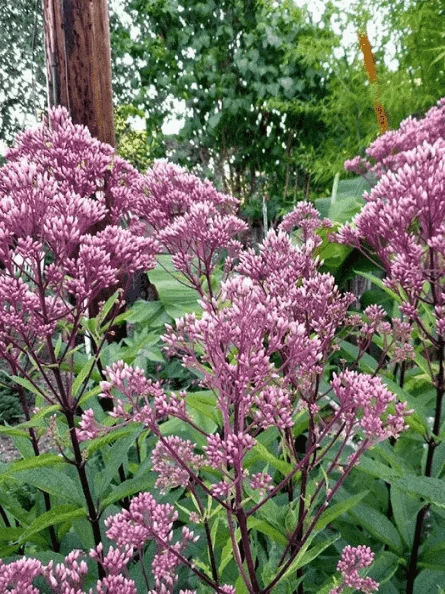 Посконник пятнистый Little Joe