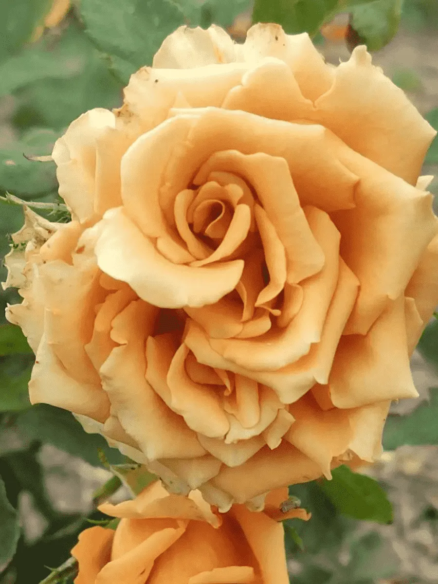 Роза чайно-гибридная Toffy