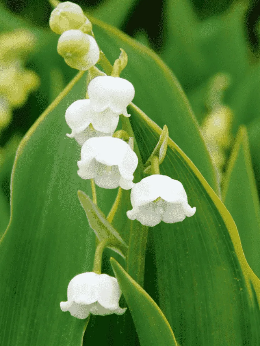 Ландыш майский Hardwick Hall