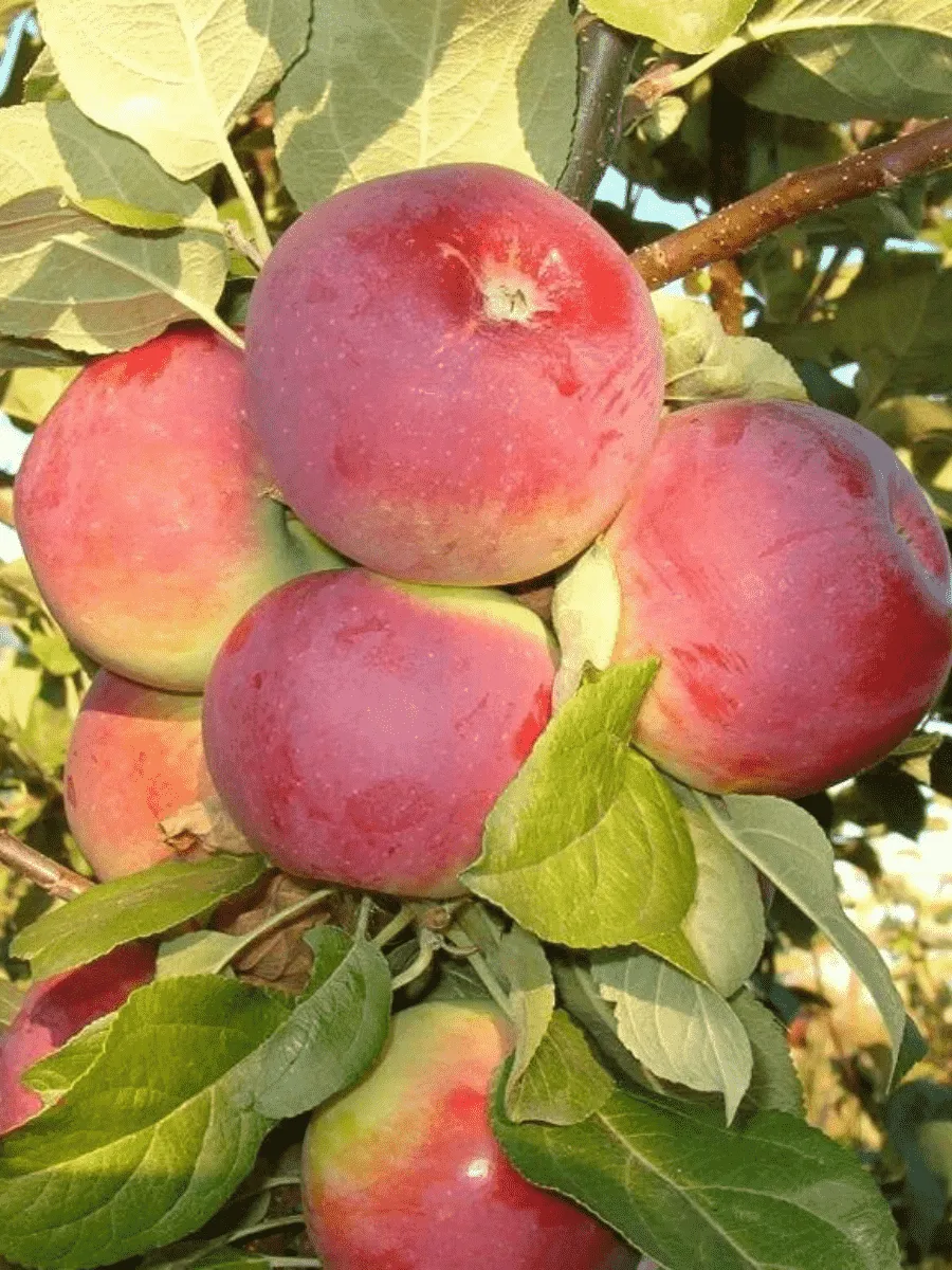 Яблоня Орлик