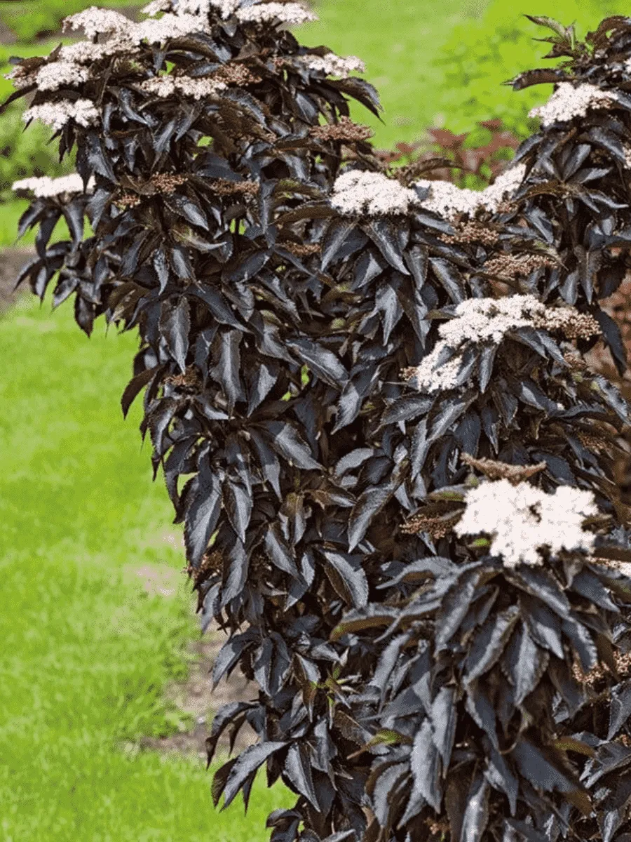 Бузина черная  Black Tower