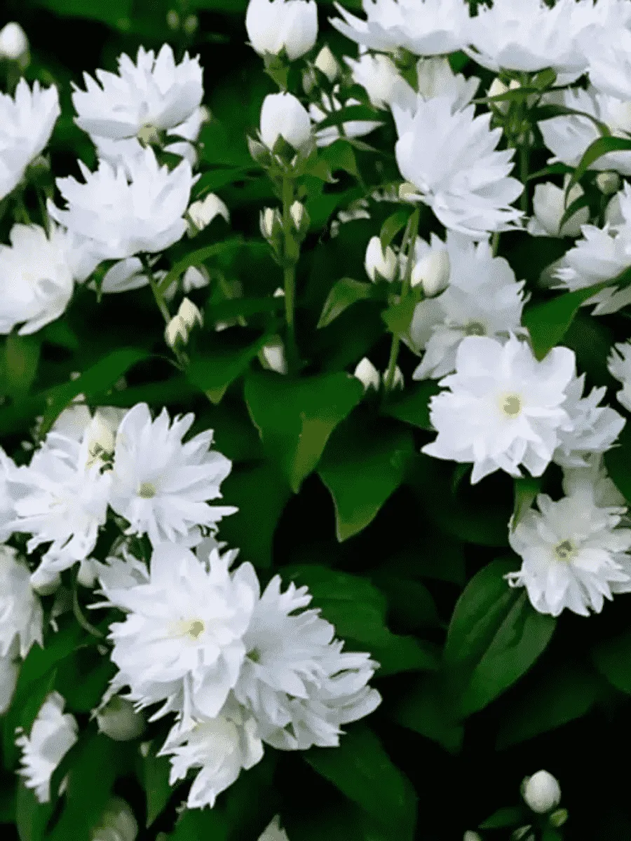 Чубушник Girandole