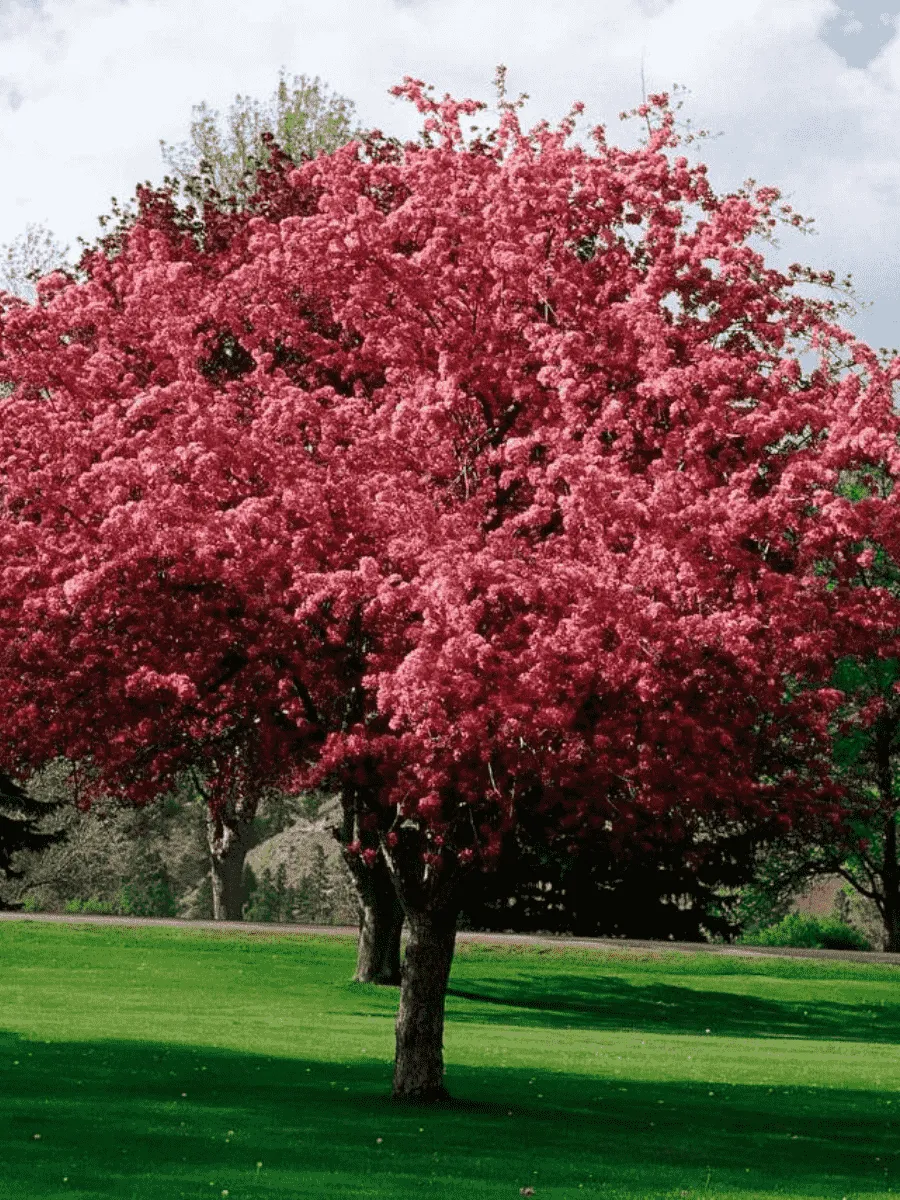 Яблоня Недзвецкого Royalty