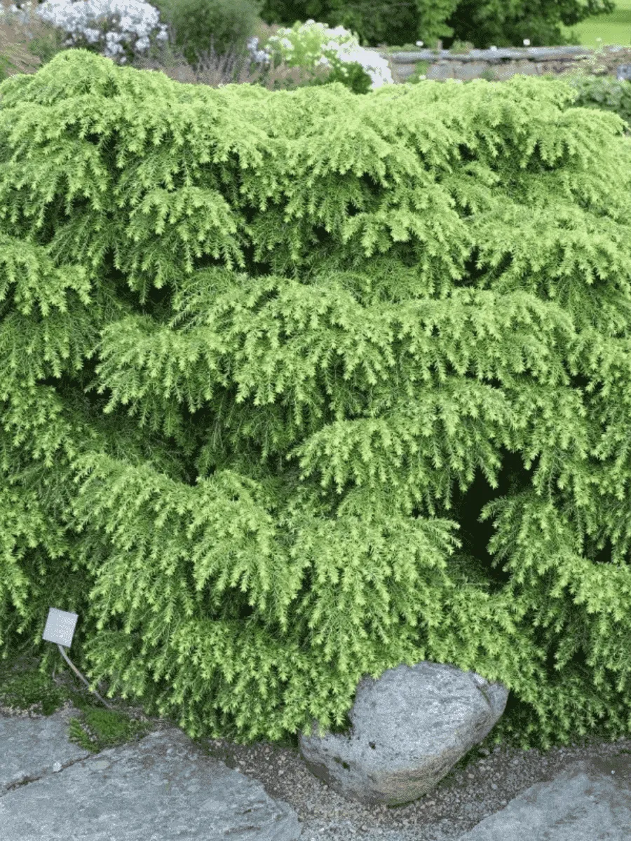 Тсуга канадская