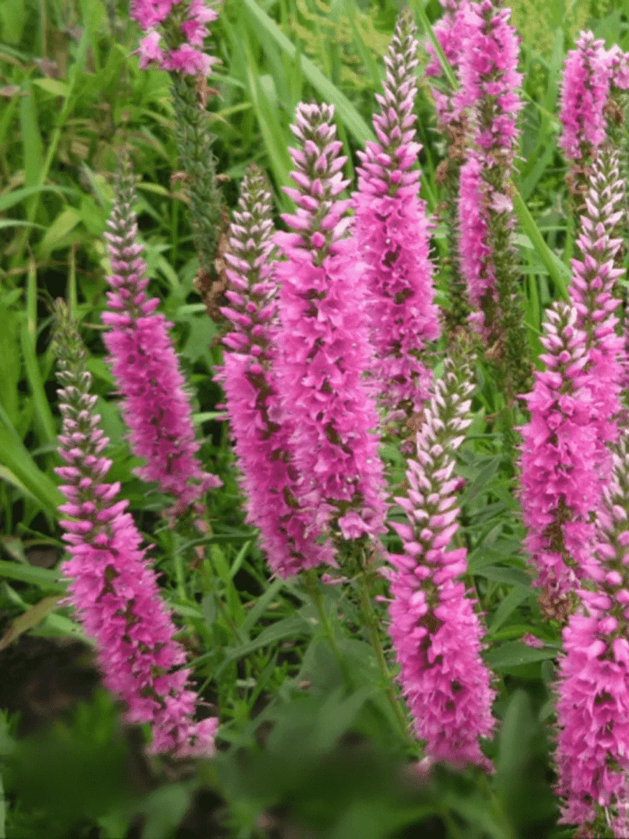 Вероника колосистая Royal Pink