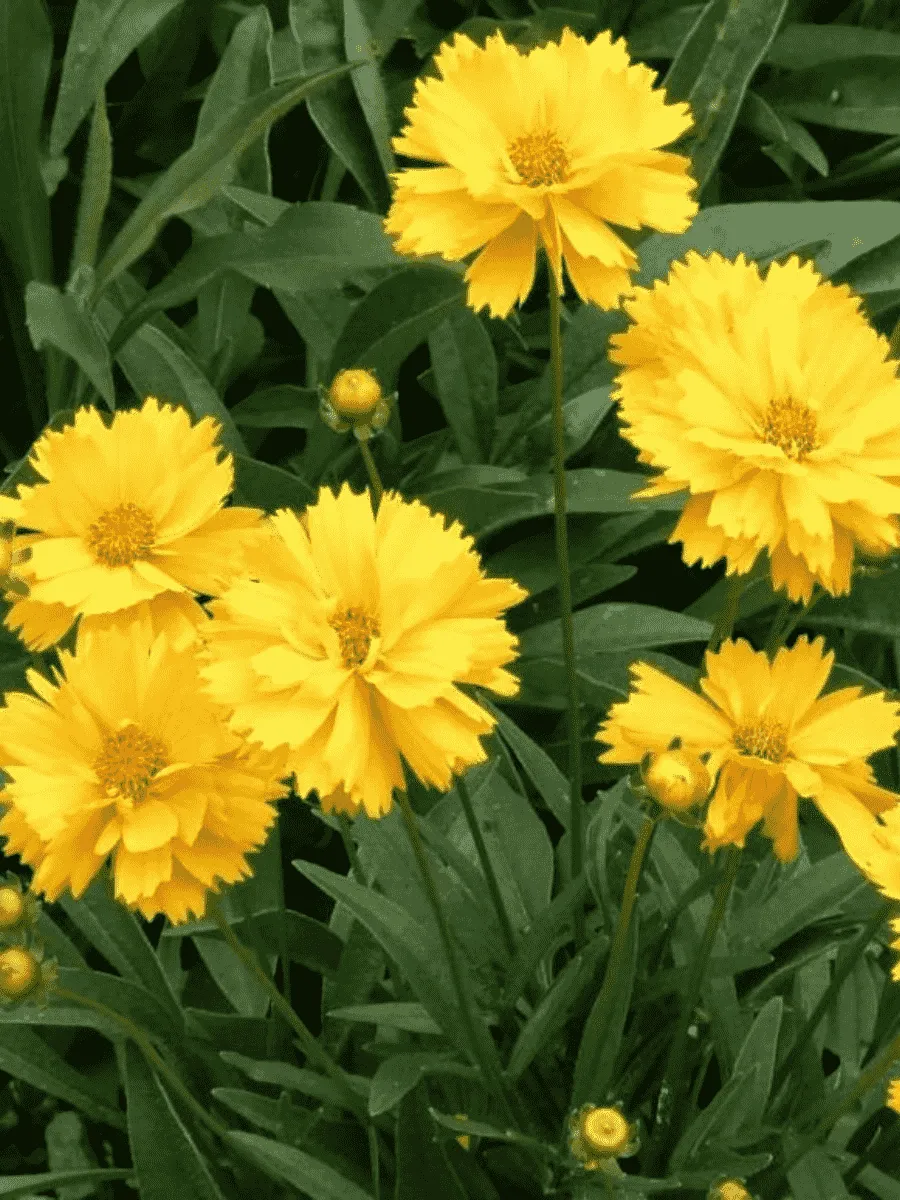 Кореопсис крупноцветковый Sunray