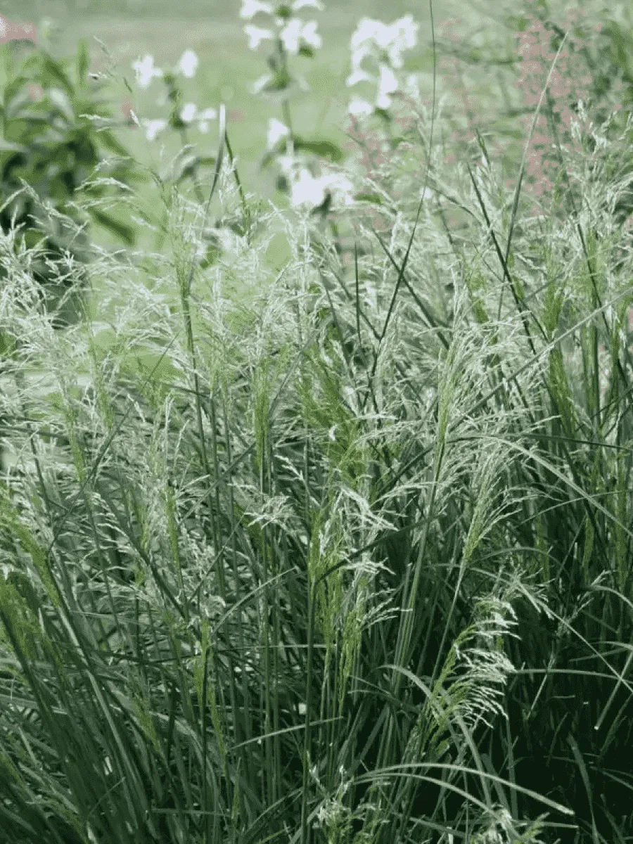 Щучка дернистая Palava