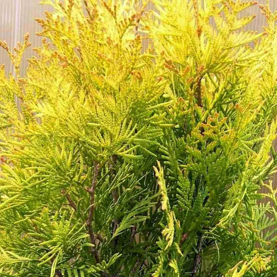 Туя  западная Aurescens
