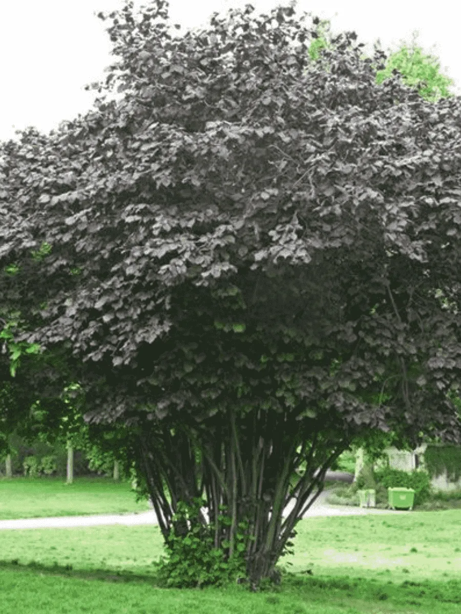 Фундук Maxima Purpurea