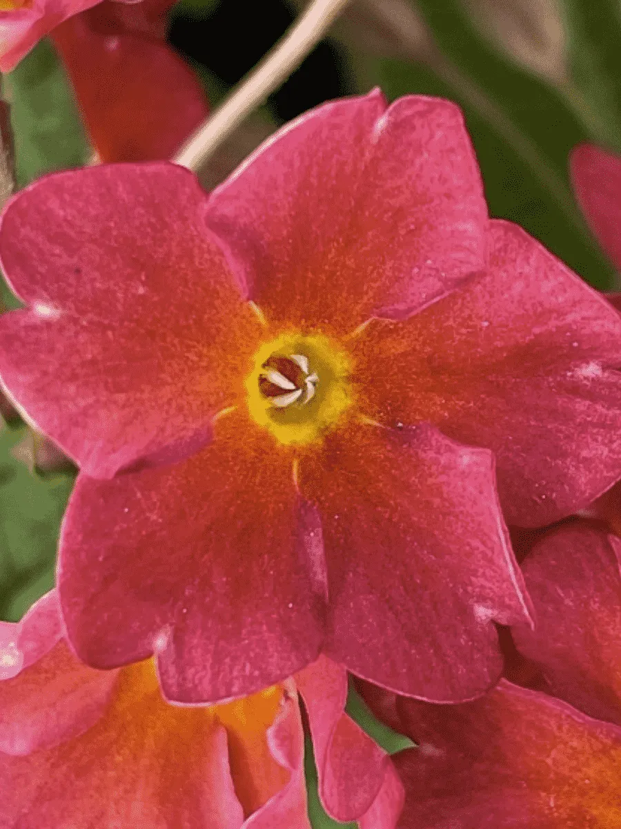 Примула Юлии Wanda Tomato Red