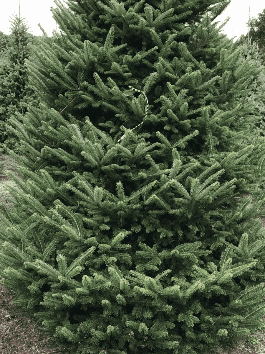 Пихта корейская Samling