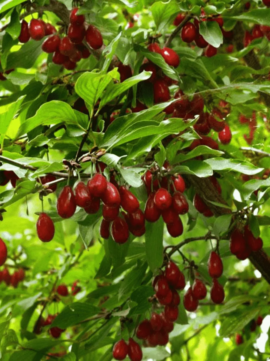 Кизил Плодовый Волгоградский