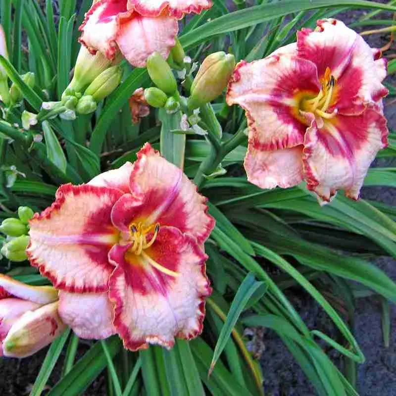 Лилейник Lies and Lipstick