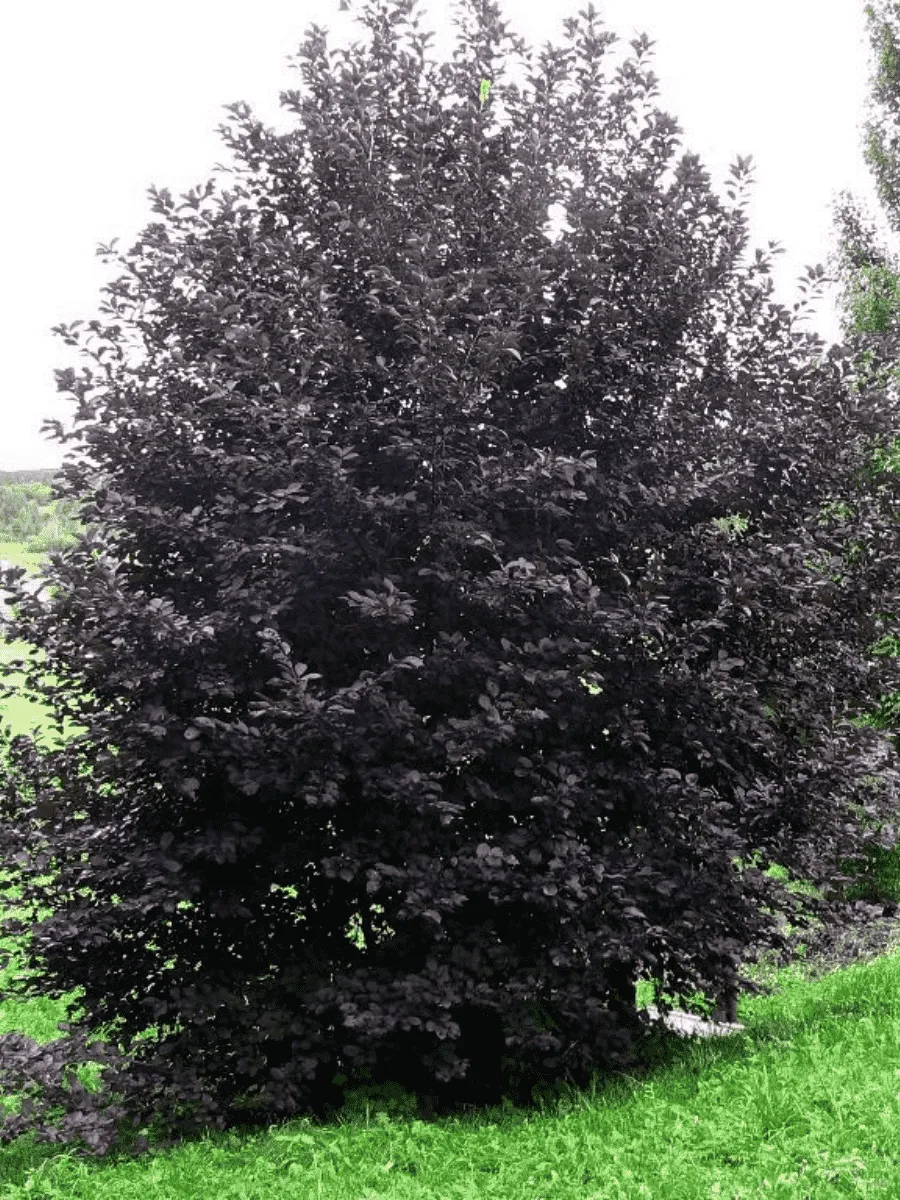 Черемуха неубиенная