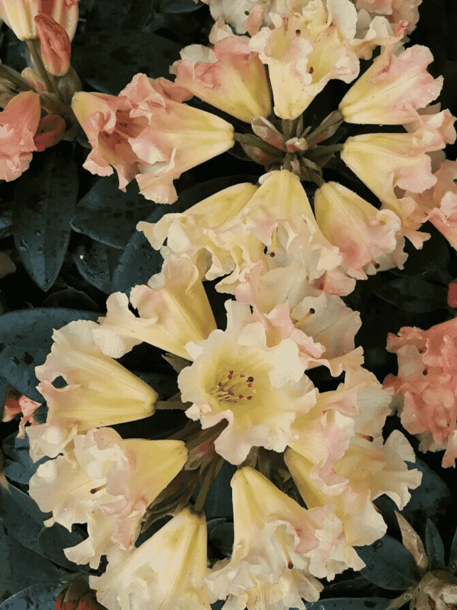 Рододендрон якушиманский Saffrano