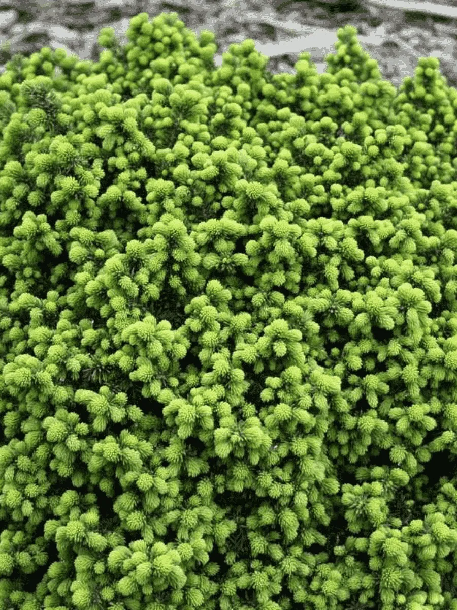 Ель канадская Little Gem