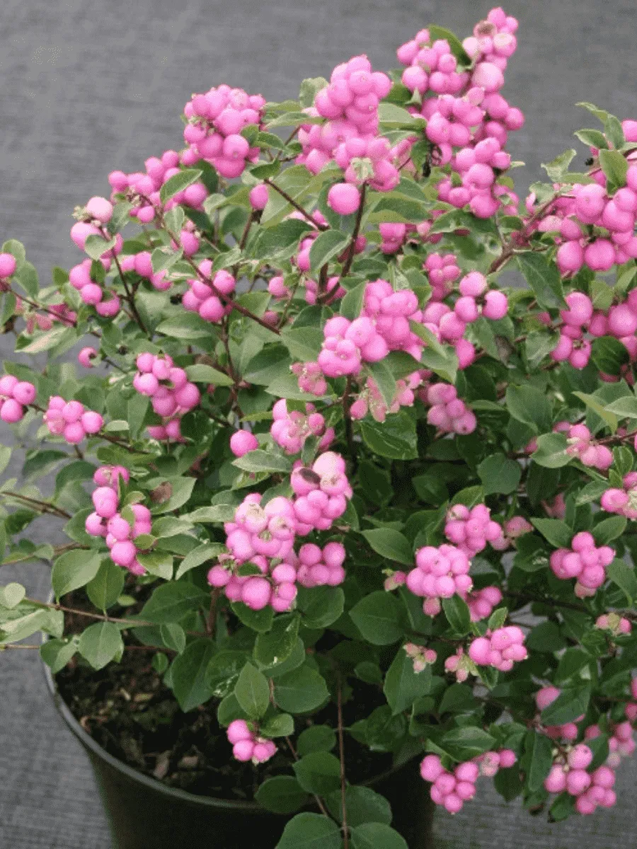 Снежноягодник доренбоза Magic Berry