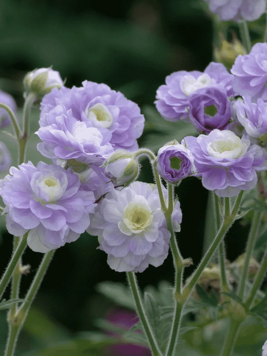 Герань луговая Summer Skies