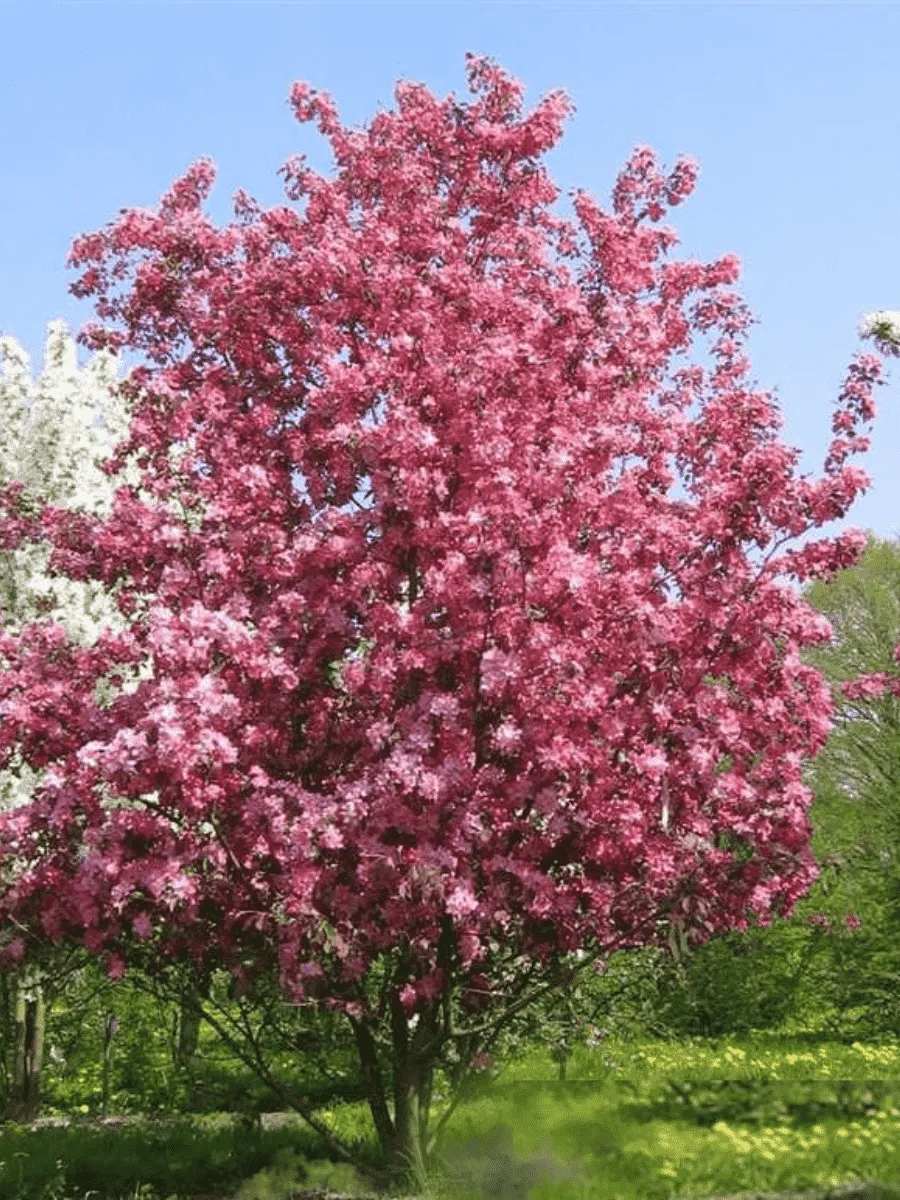 Яблоня декоративная Rudolph