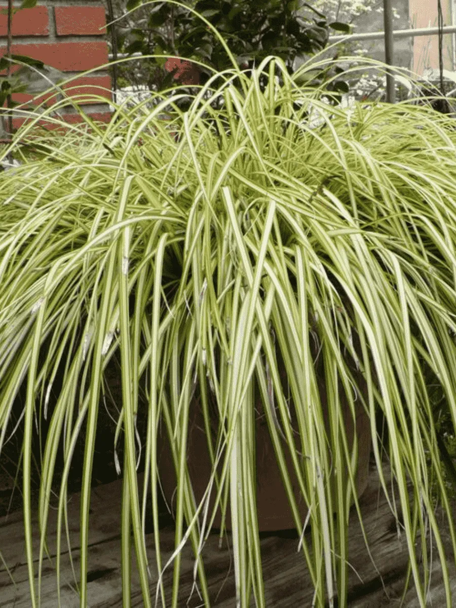 Осока охименская Evergold