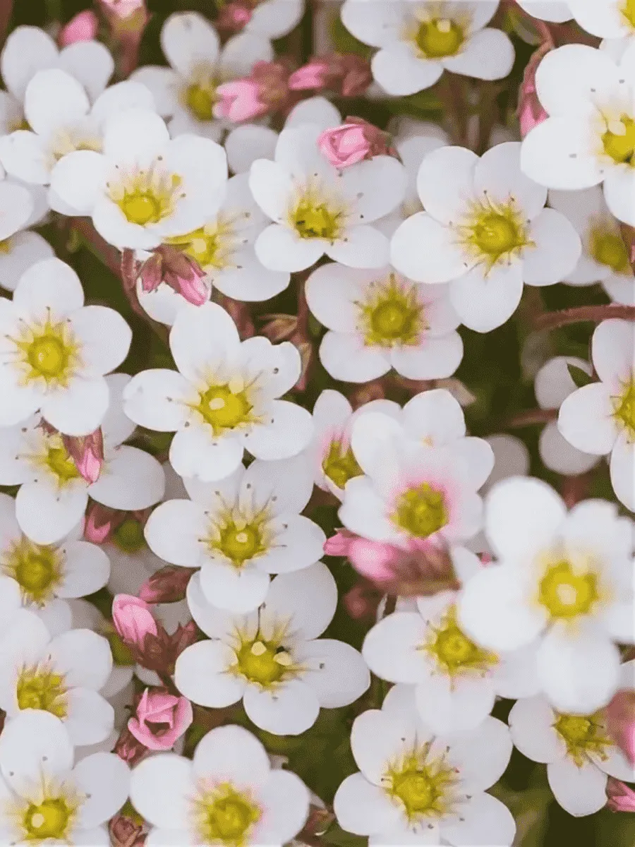 Камнеломка Арендса Ice Colours Pearl White