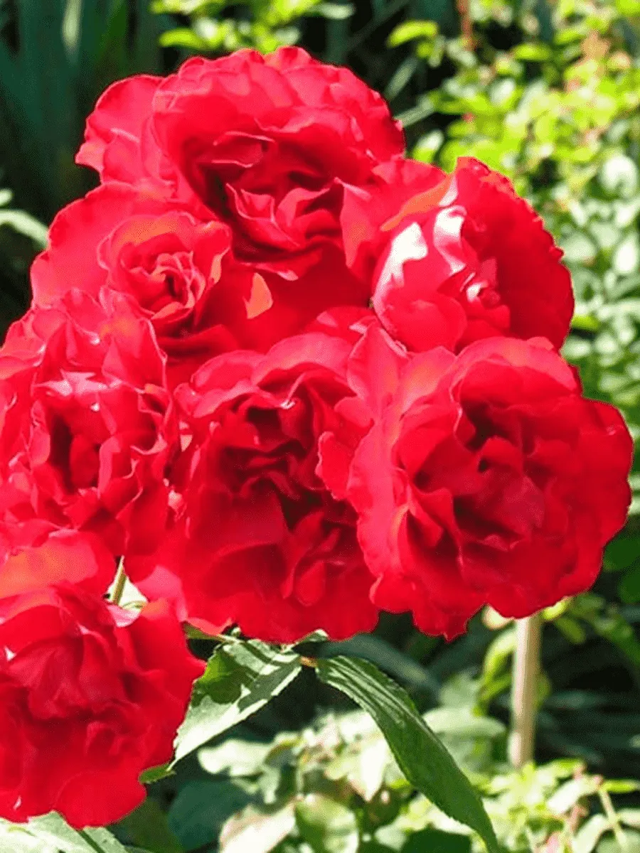 Роза Флорибунда Satchmo