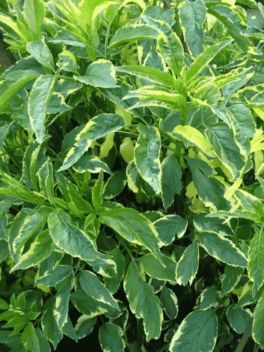 Бузина черная Variegata