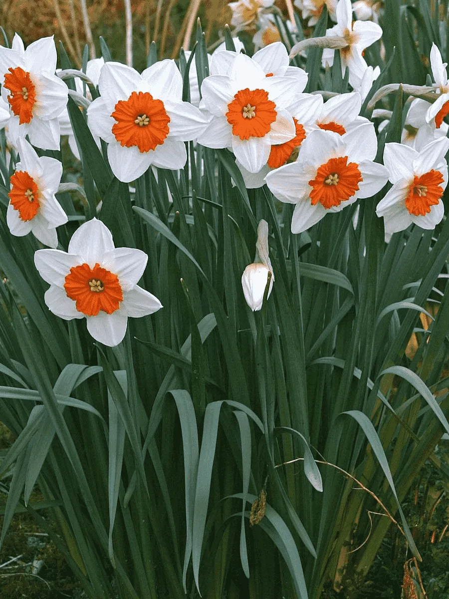 Нарцисс Professor Einstein