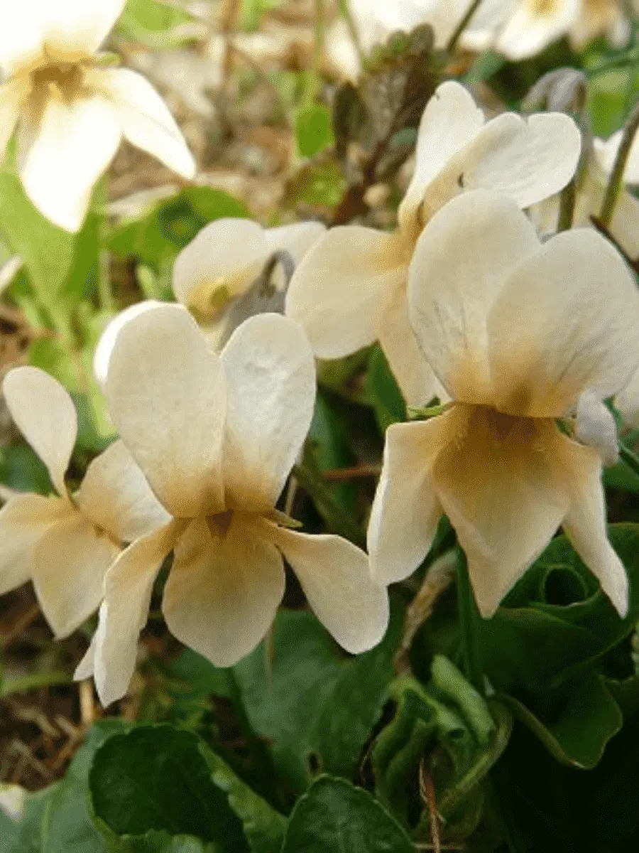 Виола душистая Sulfurea